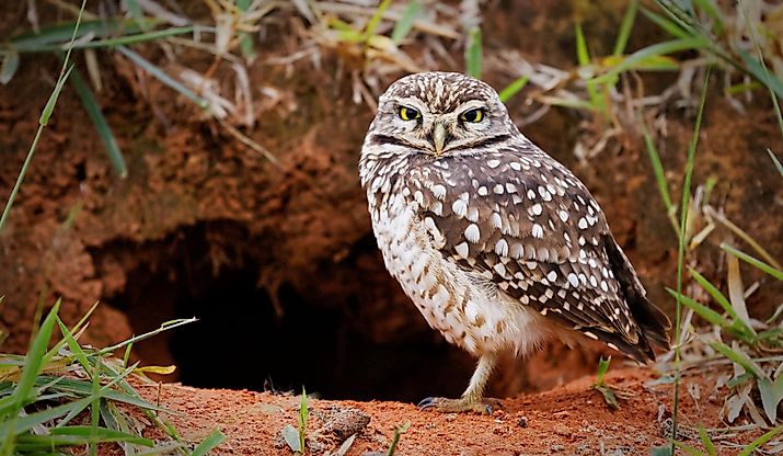 Burrowing owl protecting home.