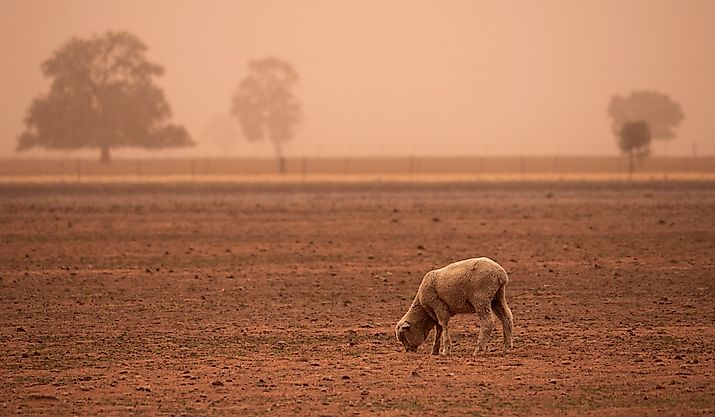 Sheep searching for something to eat in a dry dusty paddock during a dust storm driven by strong wind in drought striken Central West New South Wales, Australia.