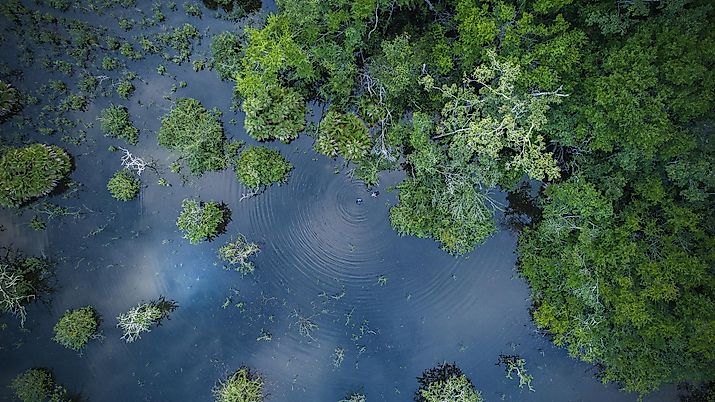 Wetlands nurture approximately 40% of the Earth's plant and animal species.