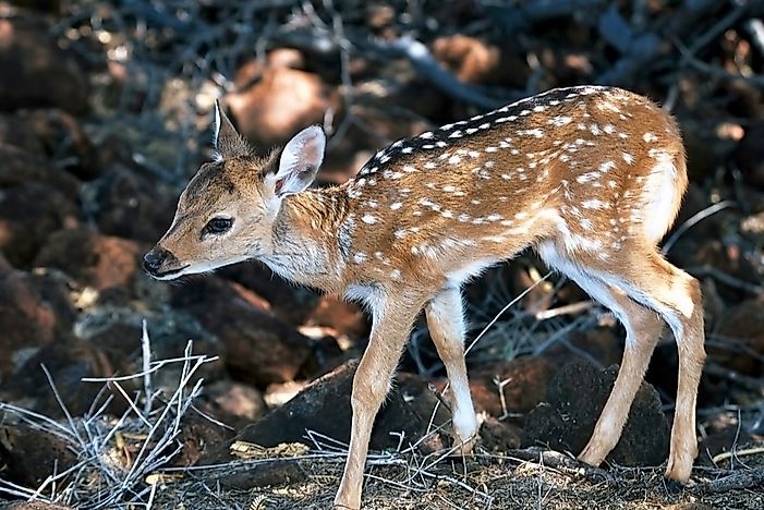 What Animals Live In Hawaii? - WorldAtlas.com