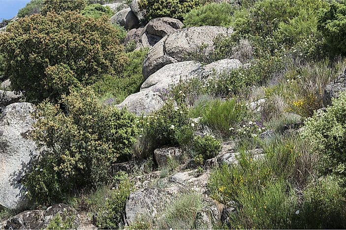 What Is a Shrubland? - WorldAtlas.com