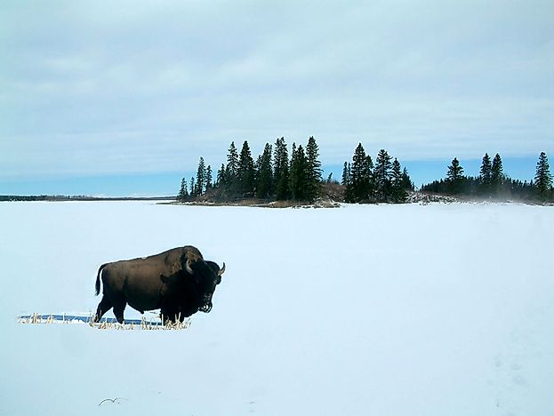 #4 Elk Island National Park 