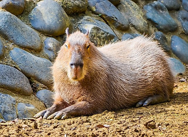 10 Amazing Capybara Facts - WorldAtlas.com