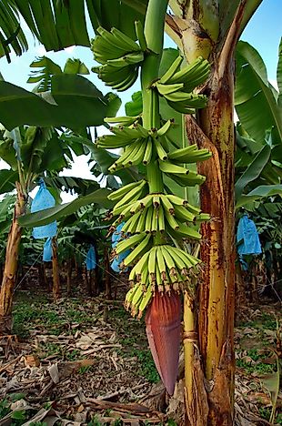 guatemala bananas come banana worldatlas pounds imported million