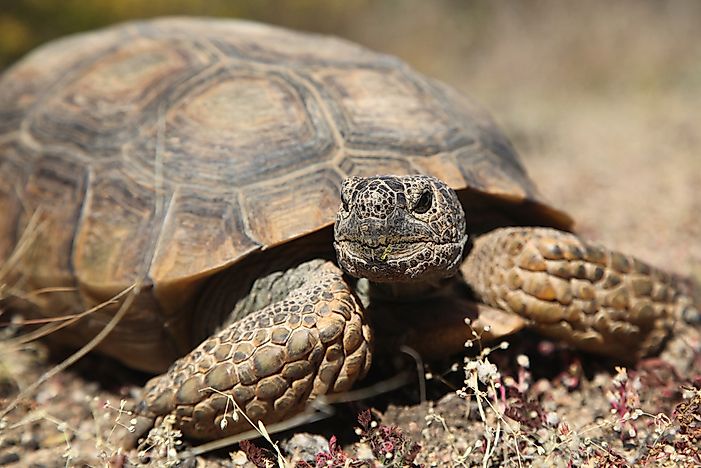 What Animals Live In Death Valley? - WorldAtlas.com