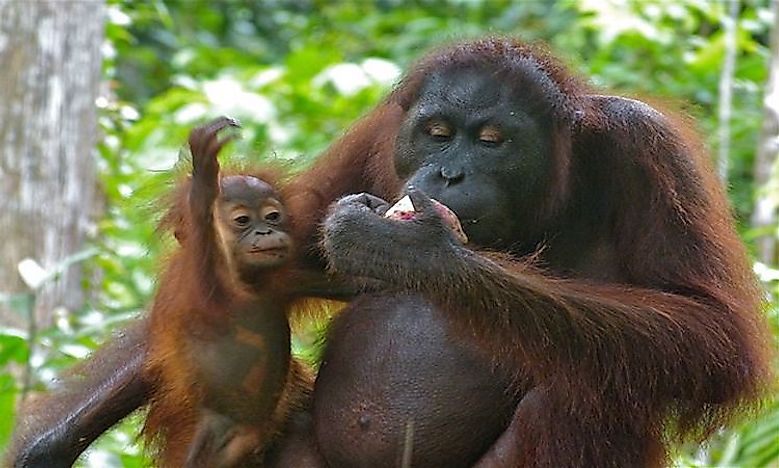 Orangutans Of The World: Species, Threats, And Conservation ...