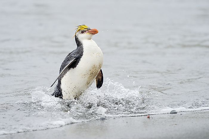 How Many Types of Penguins are There? - WorldAtlas.com