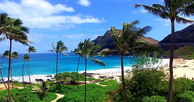 are-palm-trees-native-to-hawaii-worldatlas