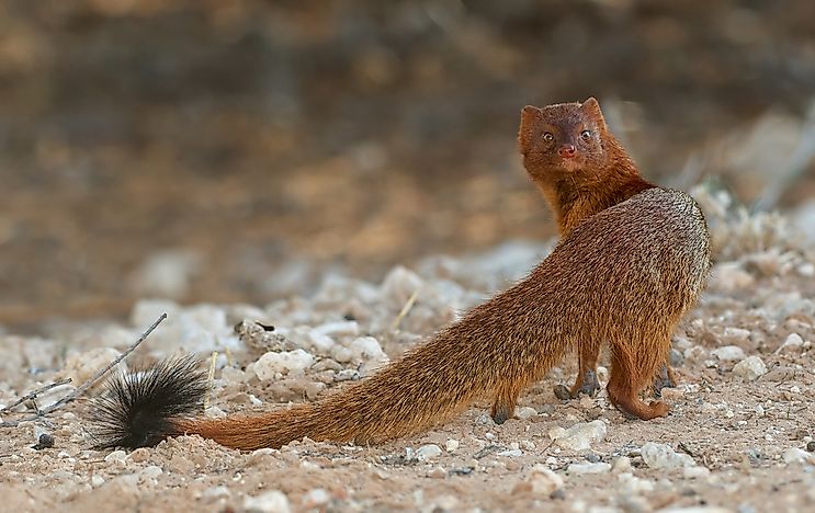 animals-that-live-in-ghana-worldatlas