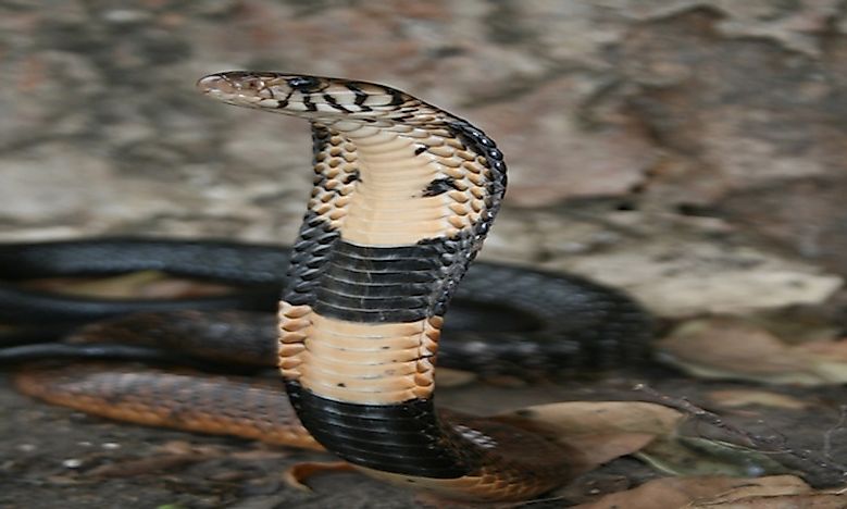 How Many Types Of Cobras Are There? Which Species Are Most Venomous ...