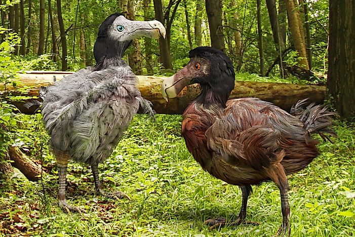 Is the Little Dodo on the Brink of Extinction? - WorldAtlas.com