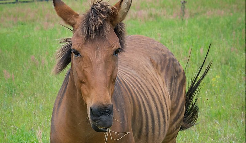 Is the Zorse a Real Animal? - WorldAtlas.com