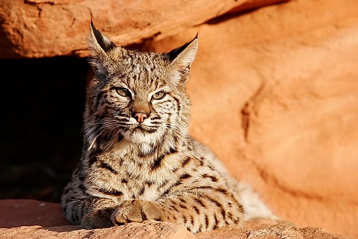The Wild Cats Of North America