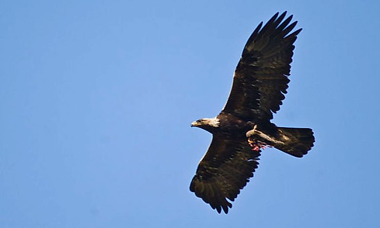 What Animals Live In The Gobi Desert Worldatlascom