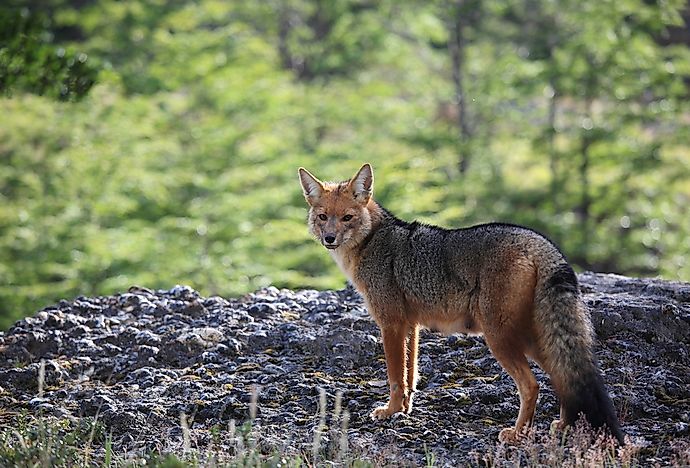 What Animals Live In The Andes Mountains? - WorldAtlas.com