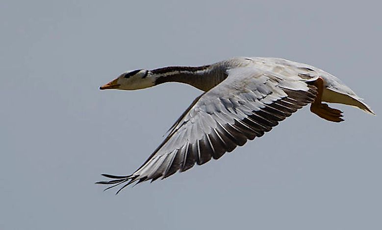 #3 Bar-headed goose - 27,825 feet 