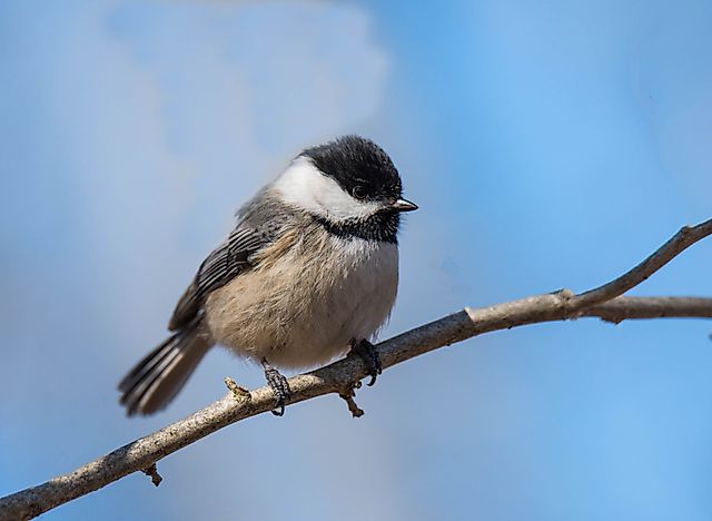 Birds That Start With C - WorldAtlas.com