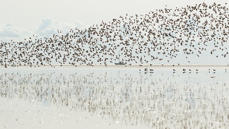 Why Do Animals Migrate? - WorldAtlas.com