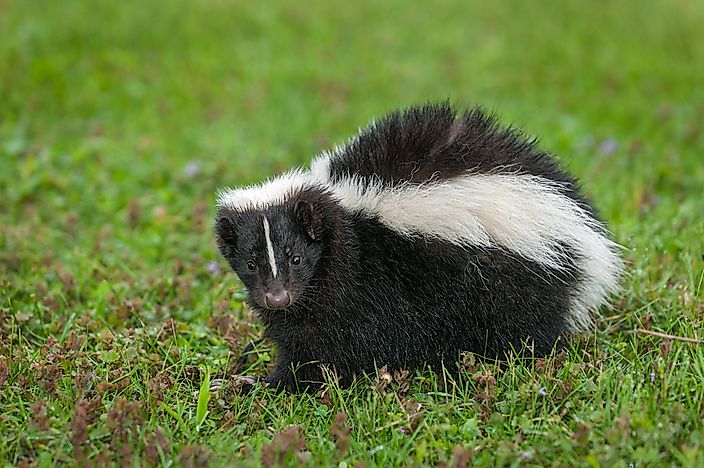 What Do Skunks Eat? - WorldAtlas.com