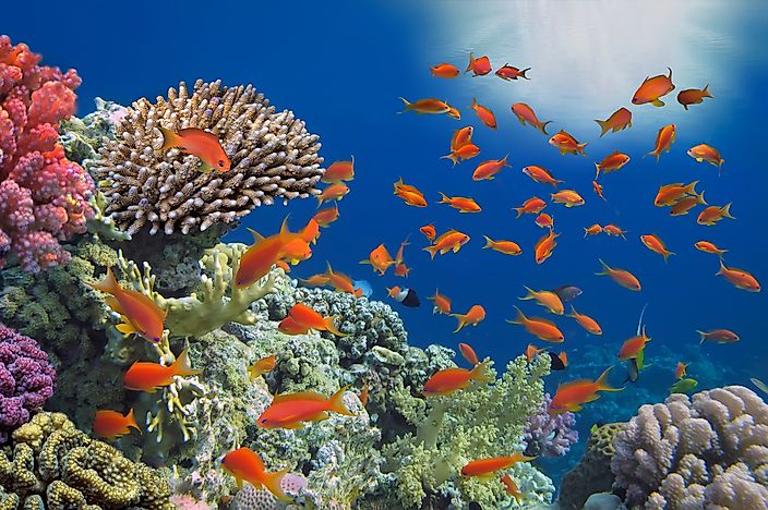 What Is A Coral Reef? - WorldAtlas.com