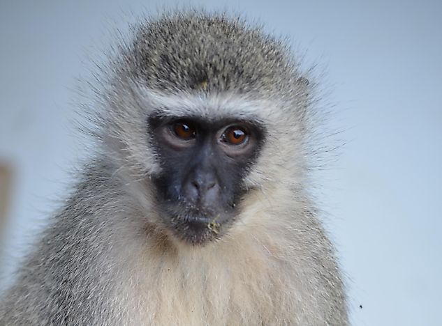 The Vervet Monkey is of “Least Concern”, But Should It Be? - WorldAtlas.com