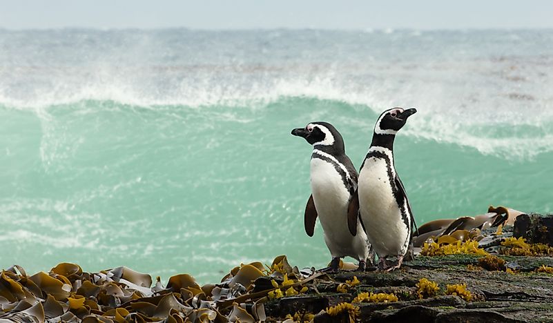 How Long Do Penguins Live? - WorldAtlas.com