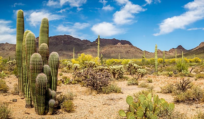 what-kind-of-plants-grow-in-the-desert-ehow