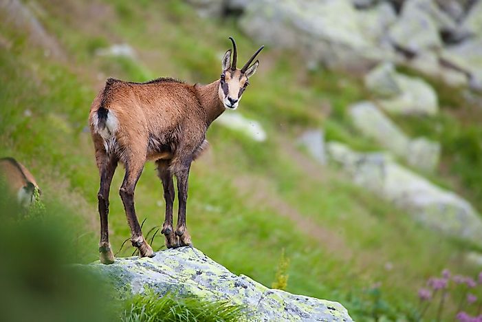 Animals Native To Germany WorldAtlas