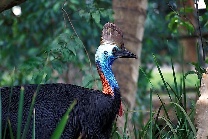 The Three Species Of The Cassowary Bird Living Today - WorldAtlas.com