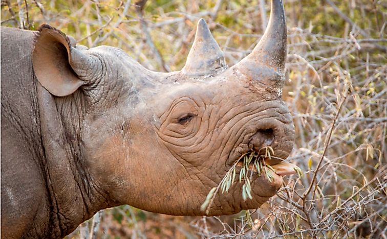 What Do Rhinos Eat? - WorldAtlas.com