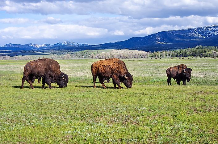 #1 Wood Buffalo National Park 