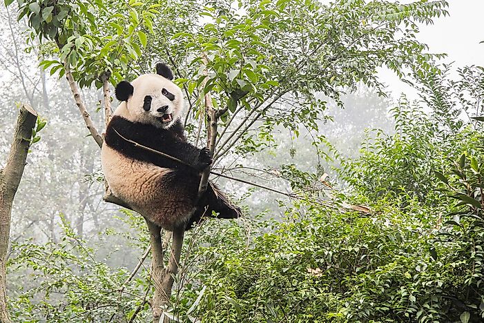 The Population Of Giant Pandas - Important Facts And Figures