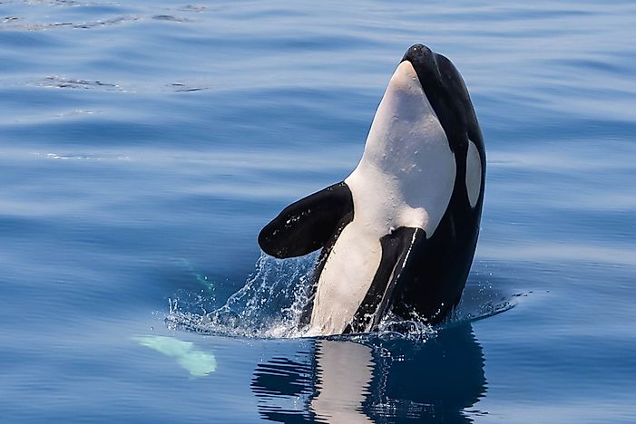 Killer Whale Facts: Animals of North America - WorldAtlas.com