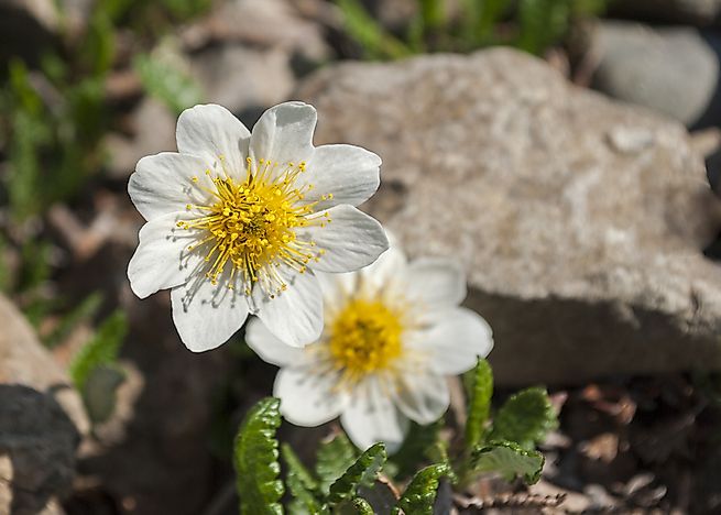 Flowers of the Canadian Provinces and Territories - WorldAtlas.com