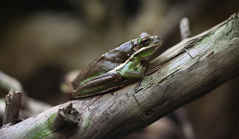 What Is The Georgia State Amphibian? - WorldAtlas.com