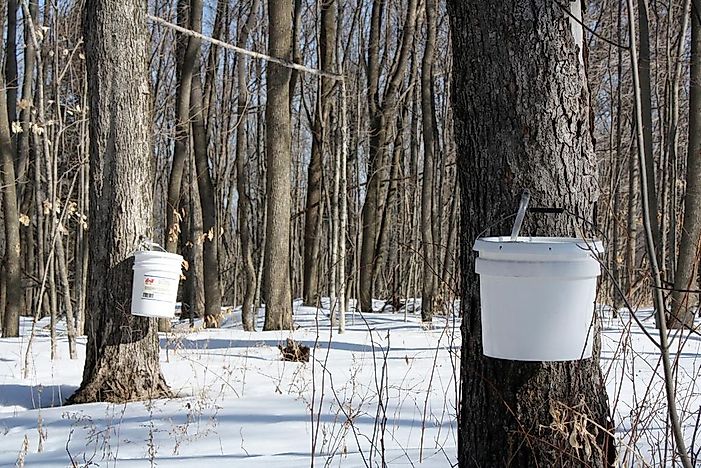 Canadian Provinces By The Number Of Maple Syrup Farms - Worldatlas.com