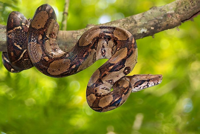 Native Reptiles Of Argentina - WorldAtlas.com