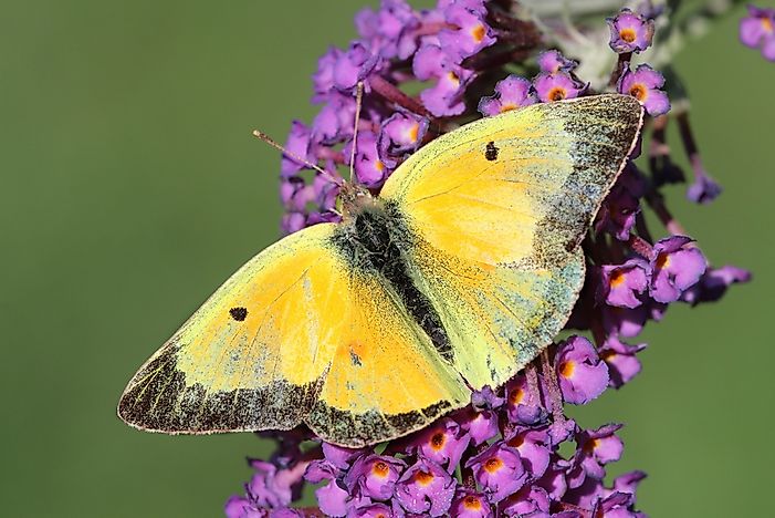 The World's Most Stunningly Yellow Animals - WorldAtlas.com