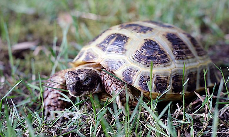 Afghanistan's Native Reptiles - WorldAtlas.com