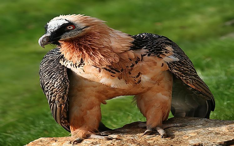 The Sixteen Species Of Old World Vultures Living Today 