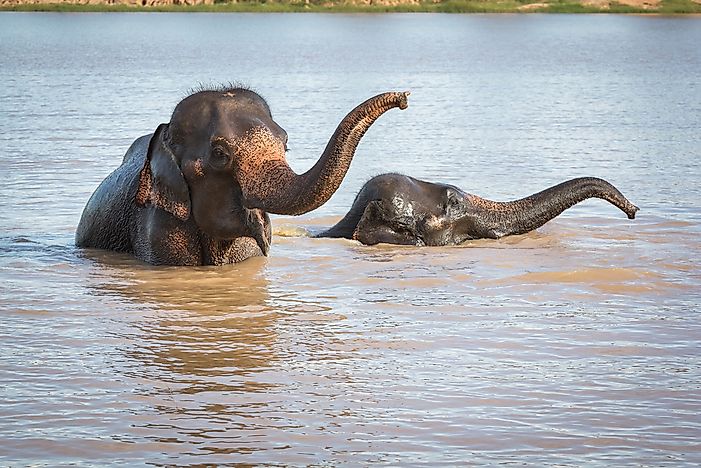 Examples of Semiaquatic Animals - WorldAtlas.com