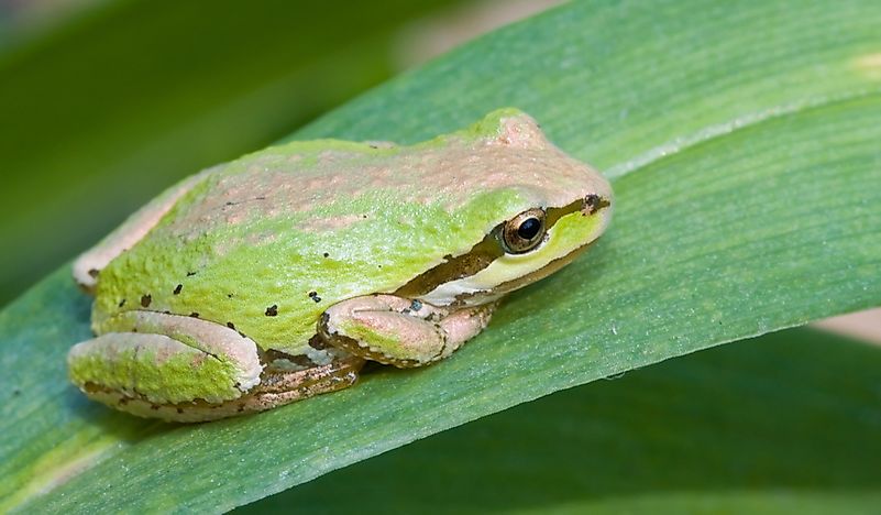 What Is The Washington State Amphibian? - WorldAtlas.com