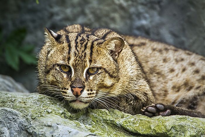 The Ten Species Of Small Wild Cats Found In Asia - WorldAtlas.com