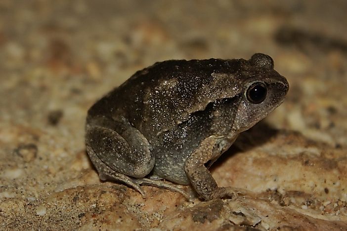 Native Amphibians Of The Philippines - WorldAtlas.com