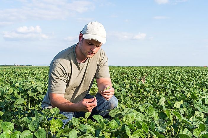 soybean farm