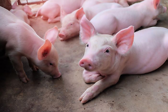 10 Facts About Pigs - WorldAtlas.com