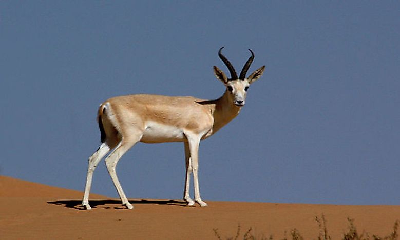 what-animals-live-in-the-gobi-desert-worldatlas