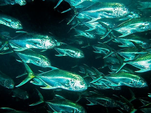 Native Fish Of Costa Rica - WorldAtlas.com