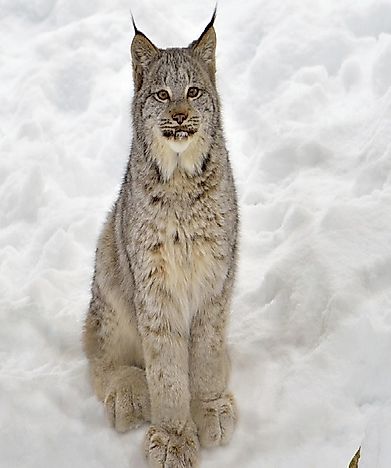 Canadian Lynx Facts: Animals of North America - WorldAtlas.com