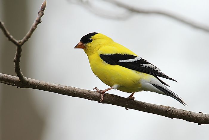 The World's Most Stunningly Yellow Animals - WorldAtlas.com